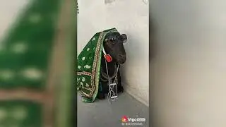 Vigo video new animal video very comedy watch for you