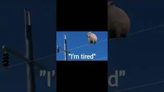 Please don't let a capybara fall from a wire... #meme #twobirds #capybara
