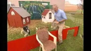 Harry's Practice Amazing Animals - dogs play musical chairs