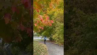 Fall #ottawa #canada #nature #shorts #mapleleaves