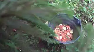 Мелкие маслята и рыжики, набрали много грибов с Дексом))).