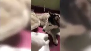 ANIMAL FUNNY VIDEOS