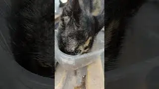 makan ya #cat #kucingabuabuyanglucu #babyanimal
