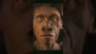 THE EVOLUTION OF EVE 