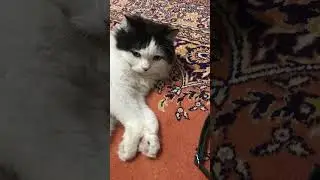 Aşkım’ın edası