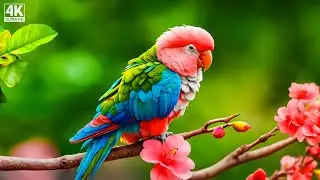 Gentle healing music for health and to calm the nervous system, deep relaxation