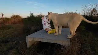 First gift for the white lions' fourth Birthday