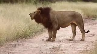 Roaring LION and LEOPARD Hunts Monkeys.