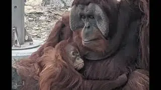 Mamma orango con il suo piccolo