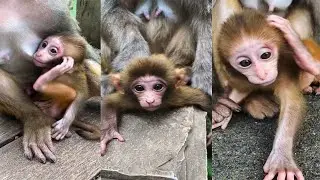 PITY POOR BABY MONKEY HURT HUNGRY | MOTHER WEANING GIVE MILK FEEDING | MONKEY TECHNIQUE