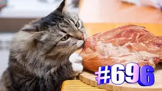 Смешинка с любимыми котиками🐱😍💯