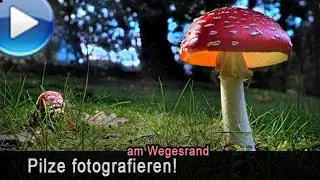 Pilze fotografieren im Vorgarten und an Wegesrändern - mit Stacktechniken