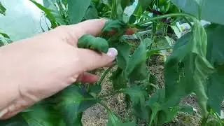 Дачные хлопоты.Вянут листья перца ‼️🫑ЧТО делать ⁉️,подскажите.