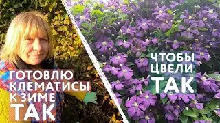 How to prepare clematis for winter: fertilizing, watering, pruning, hilling, covering and protect...