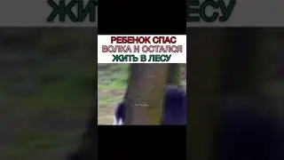 Ребёнок спас волка и остался жить в лесу  [Дорама]《Принц волков》❤😻😎