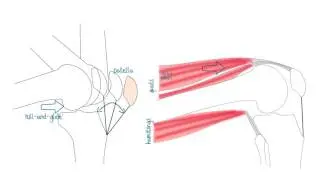 Important structures of flexion