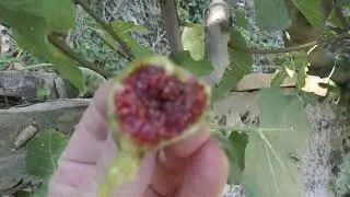 Инжир,Гранат. 23