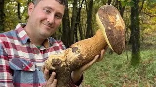 Il porcino gigante fra le roveri