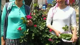 Şalvarlı türbanlı hatunlar