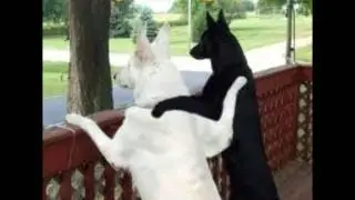 Imagenes Chistosas De Perros