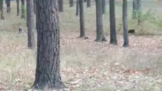 РОС Карен 