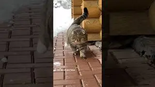 ✨Котик дивный.. 