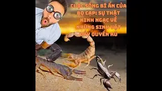 Cuộc Sống Bí Ẩn Của Bọ Cạp: Sự Thật Kinh Ngạc Về Những Sinh Vật Đầy Quyến Rũ