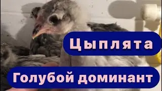 Голубой доминант! Цыплятам один месяц! Мешанка цыплятам!