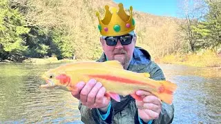 Palomino King Finds Gold Under a PA Bridge