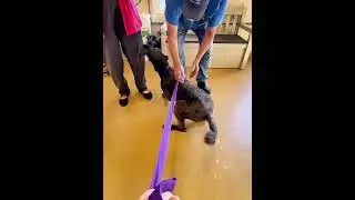 Dogs reactions after getting adopted ❤️😭 