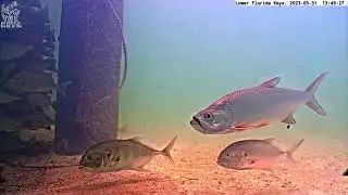 Unlikely Couple? L👀K at this Tarpon + Jack 