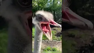 Ostrich 🦚 The Largest Bird on Earth!