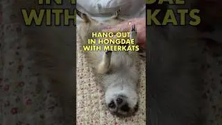 Hang out in the Hongdae District of Seoul, South Korea with Meerkats