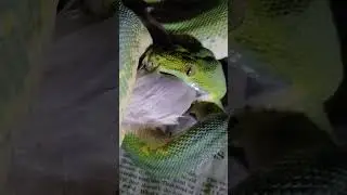 Green Tree Python Toronto 