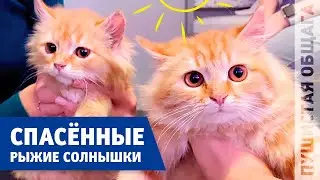 СПАСЁННЫЕ РЫЖИКИ С МУСОРКИ
