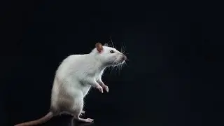 моё домашнее животное