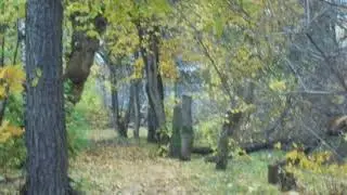 2 Уничтожение деревьев аллеи 2