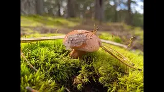 Звуки леса Сибири, ЗАКРОЙ ГЛАЗА И СЛУШАЙ