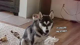 Husky ARGUES with his Bone!