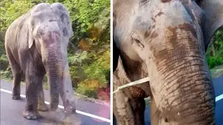 Wild Elephant Walks To Car On Mountain Road #shorts