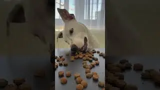 Корм Canegatto воплощает сны в реальность😍 