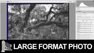 Large Format Film Negative With Ilford's Perceptol Developer