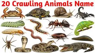 20 Crawling Animals Name in English and Hindi with Pictures || 20 रेंगने वाले जानवरों के नाम ||