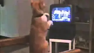 Кот Смотрит Бокс Ржака)