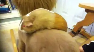 Guinea Pig Falls off Chair