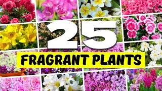 😍 SCENT-SATIONAL! Top 25 Fragrant Plants for an AMAZING Garden 💖 ✨