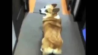 Shake ass, shake ee eee that asssssss