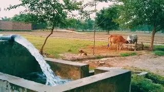 Short View Of My Village || #shorts ||My Village