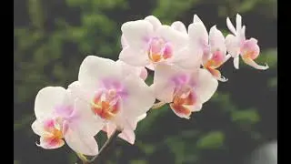 Орхидея Фаленопсис. Размножение.