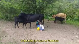 Choloque Tayapampa Hualanga   Distrito  Llama Chota